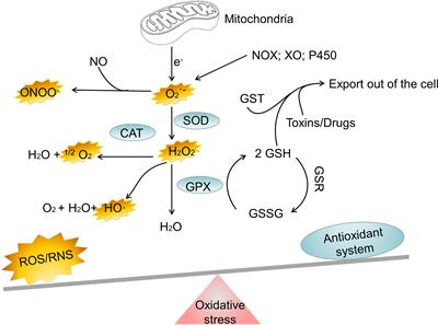 Frontiers Signaling Pathways Of Oxidative Stress Response The